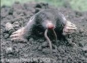 Forest of Dean Mole Control 371471 Image 0